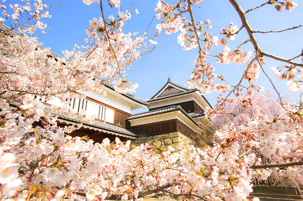 The Castle Blooming with Sakura